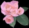 small version of that lovely pink rose