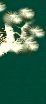 Picture of dandelion seeds blowing away while a wish is made for you