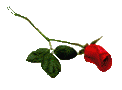 Long-stemmed red rose.