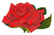 Roses For You